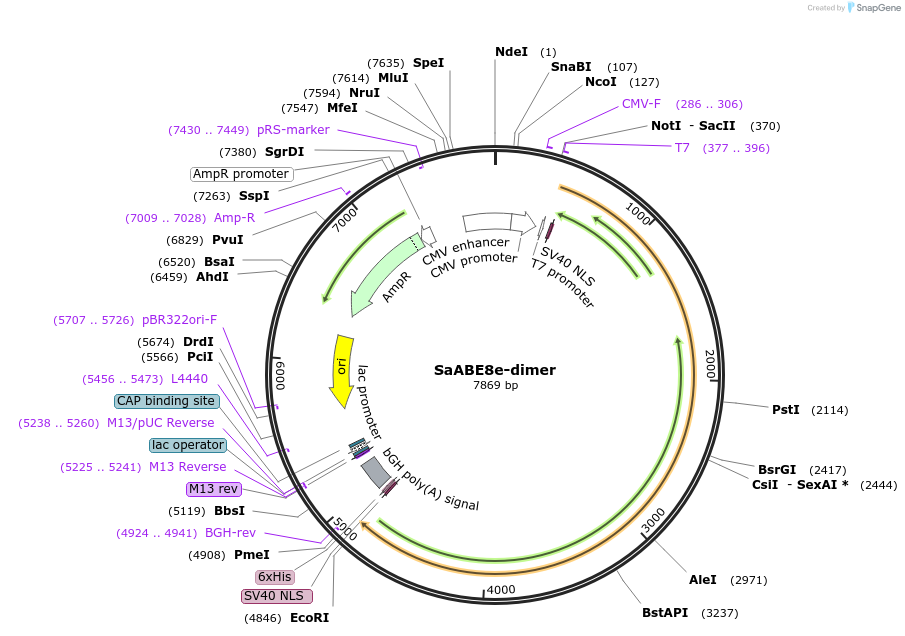 138501-plasmid-map-sequence-id-272932