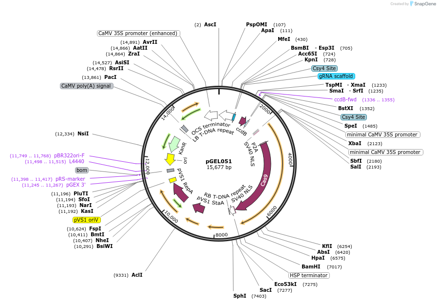 137905-plasmid-map-sequence-id-272934