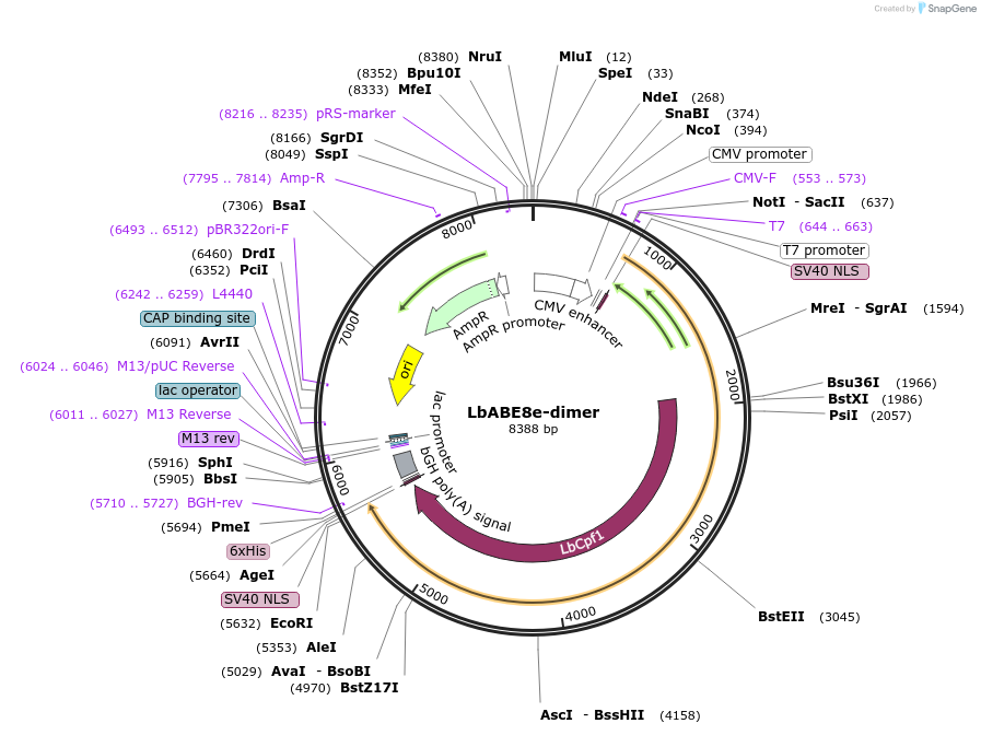 138505-plasmid-map-sequence-id-272939