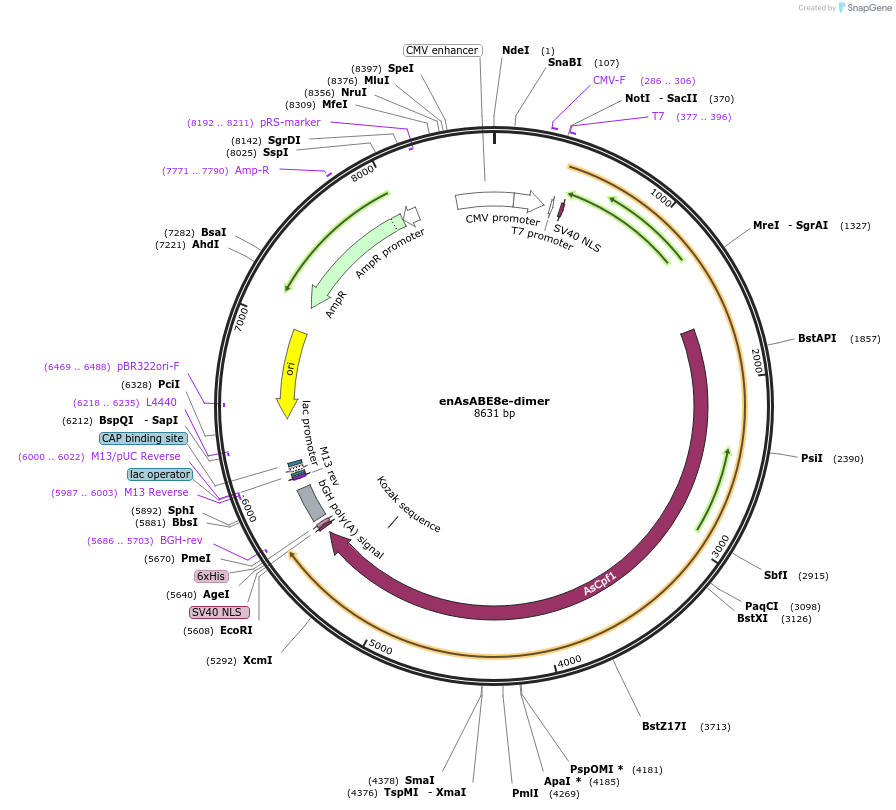 138507-plasmid-map-sequence-id-272942