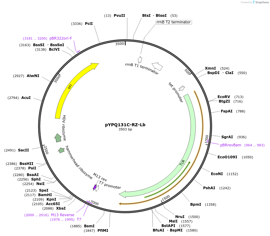 134347-plasmid-map-sequence-id-272943