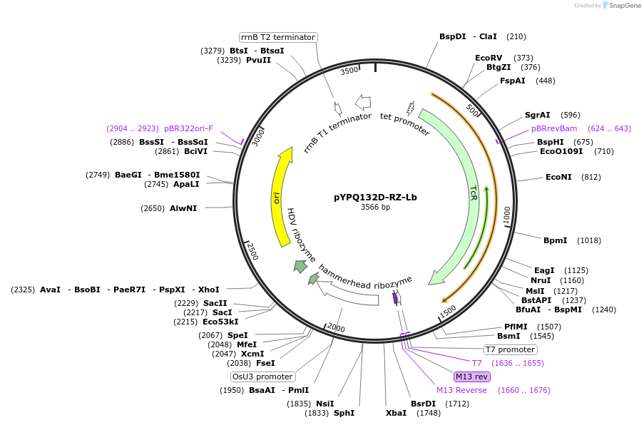 134348-plasmid-map-sequence-id-272948