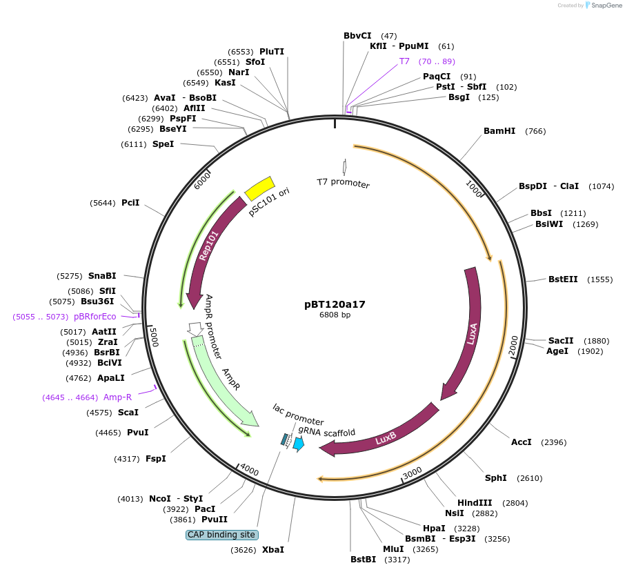 138510-plasmid-map-sequence-id-272958