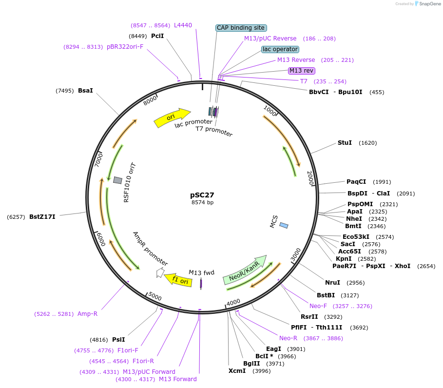 117478-plasmid-map-sequence-id-273011