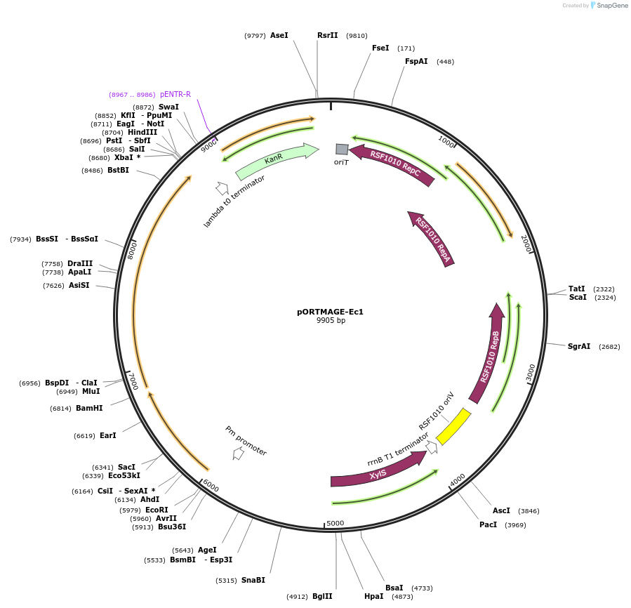 138474-plasmid-map-sequence-id-273014
