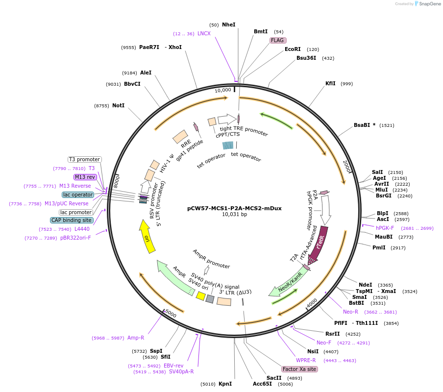 138320-plasmid-map-sequence-id-273022