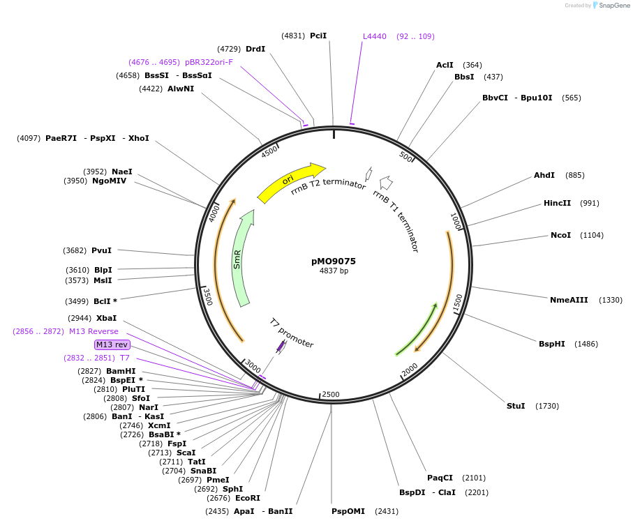 117481-plasmid-map-sequence-id-273023