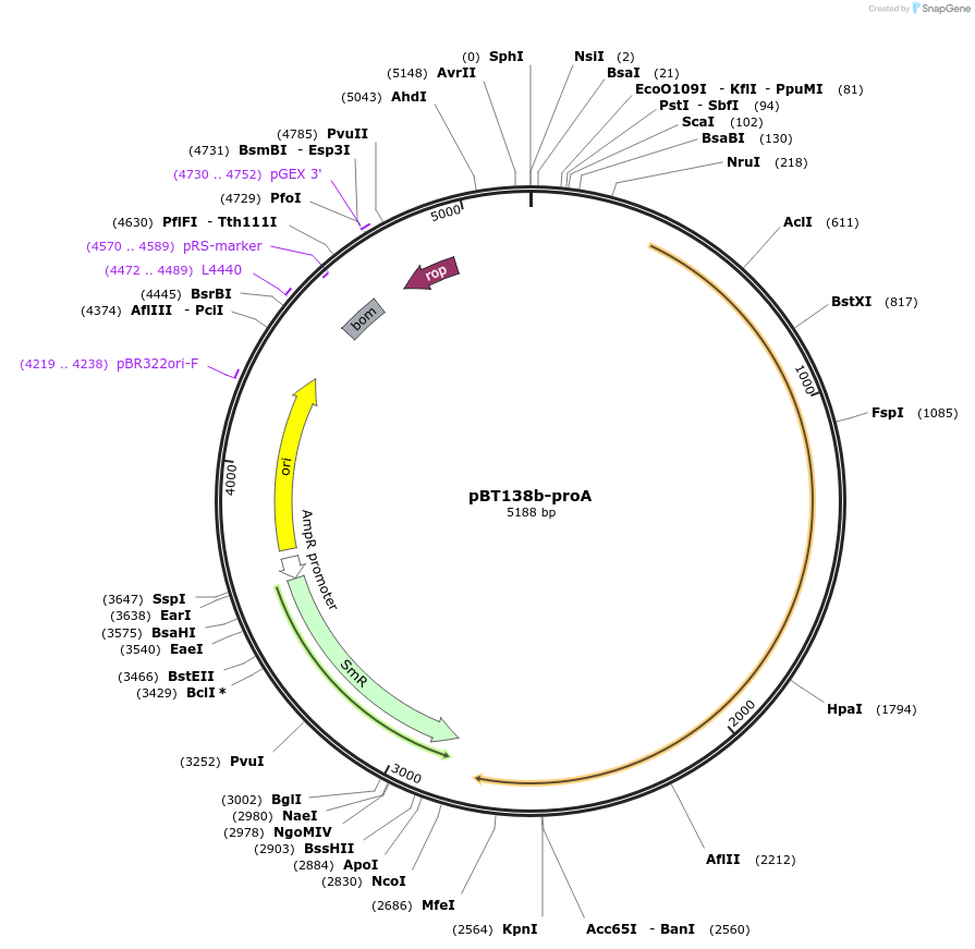 138514-plasmid-map-sequence-id-273041