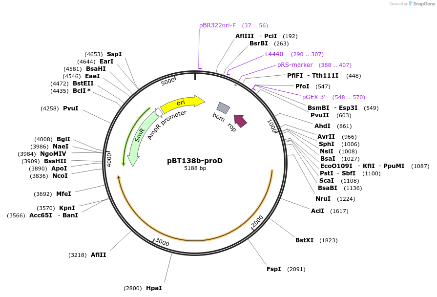 138516-plasmid-map-sequence-id-273047