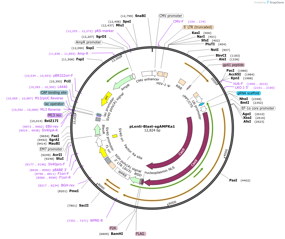 138704-plasmid-map-sequence-id-273058