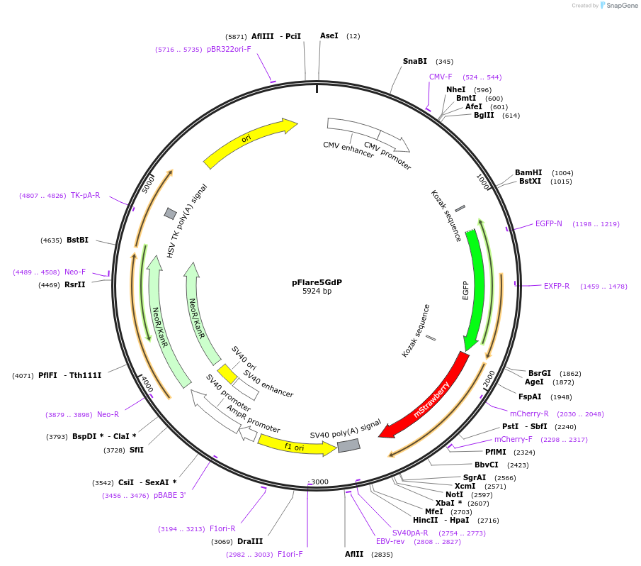 90250-plasmid-map-sequence-id-273099
