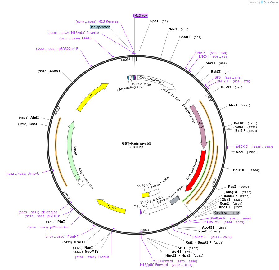 137755-plasmid-map-sequence-id-273105