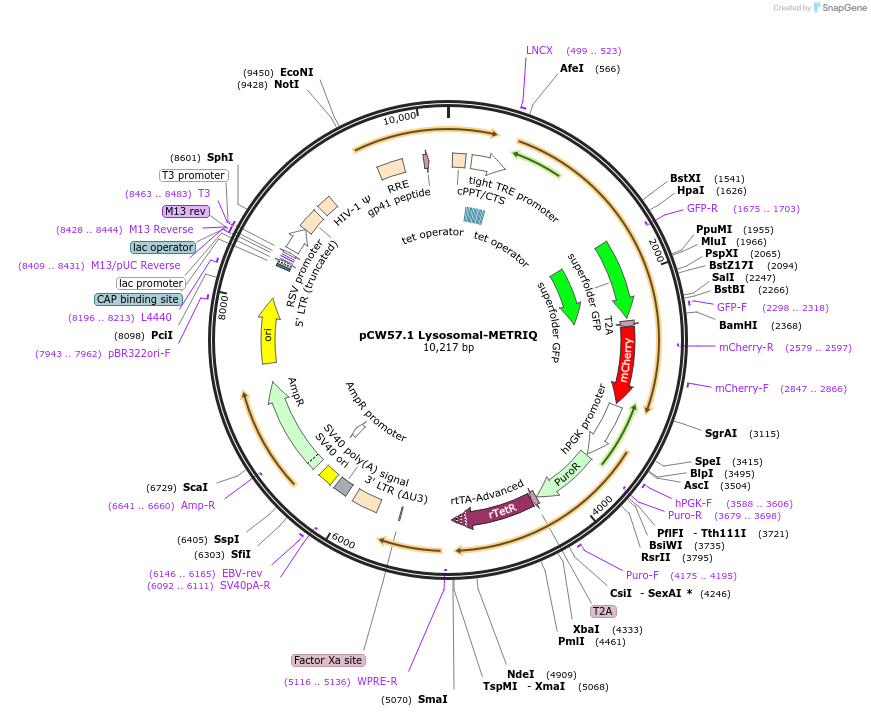 135401-plasmid-map-sequence-id-273129