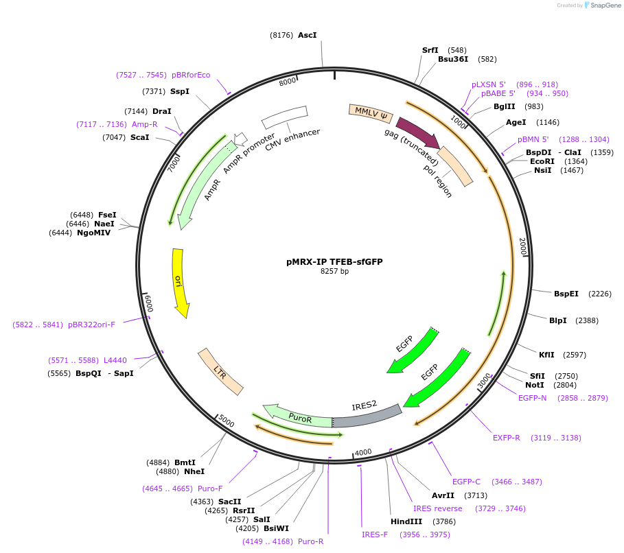 135402-plasmid-map-sequence-id-273134