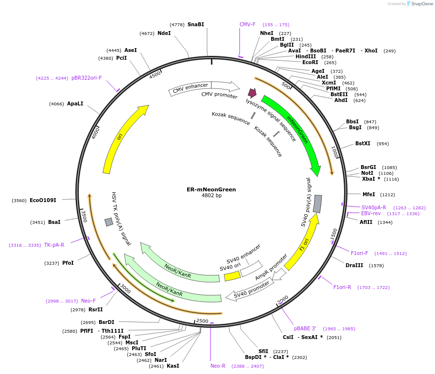 137804-plasmid-map-sequence-id-273170