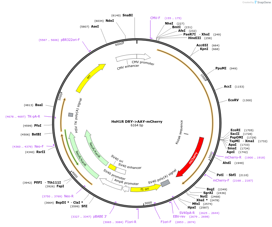137788-plasmid-map-sequence-id-273171