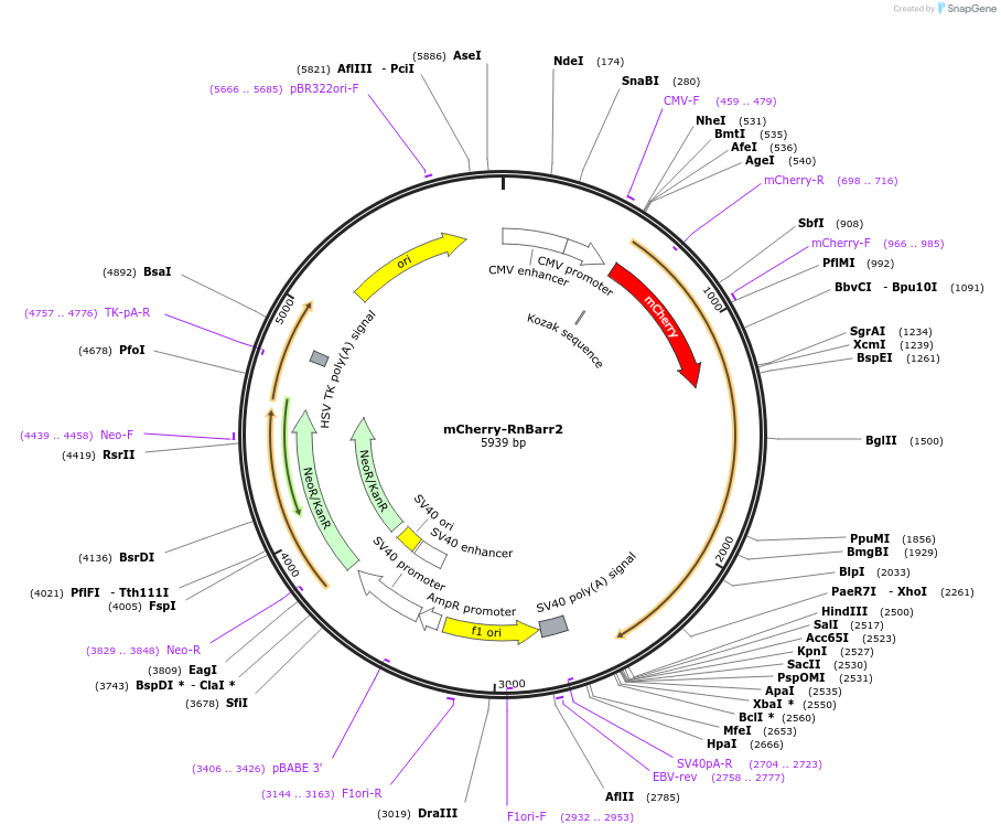 137800-plasmid-map-sequence-id-273173