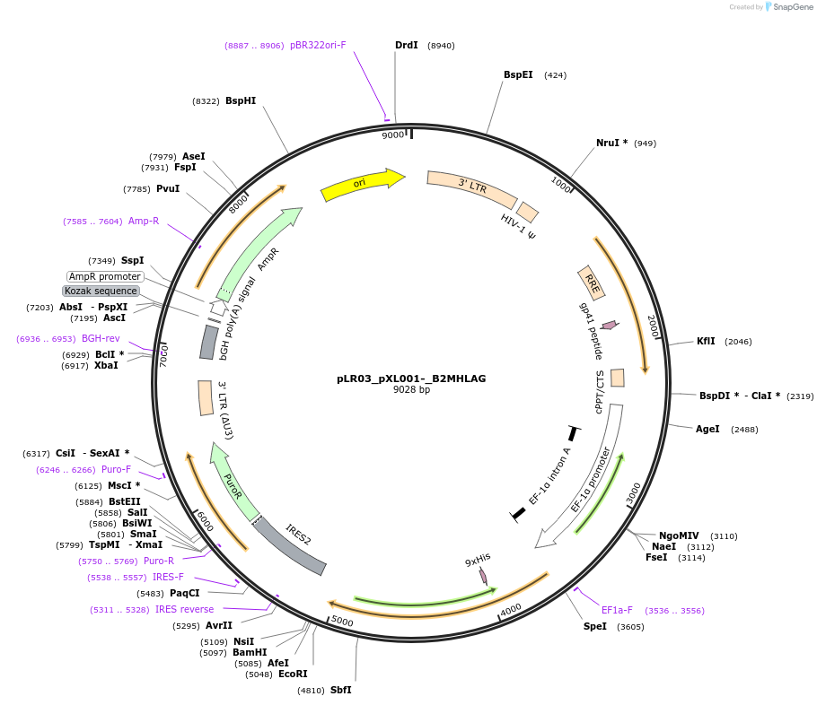 131088-plasmid-map-sequence-id-273175