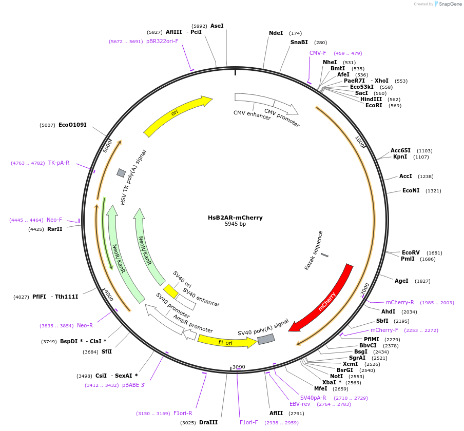 137785-plasmid-map-sequence-id-273182