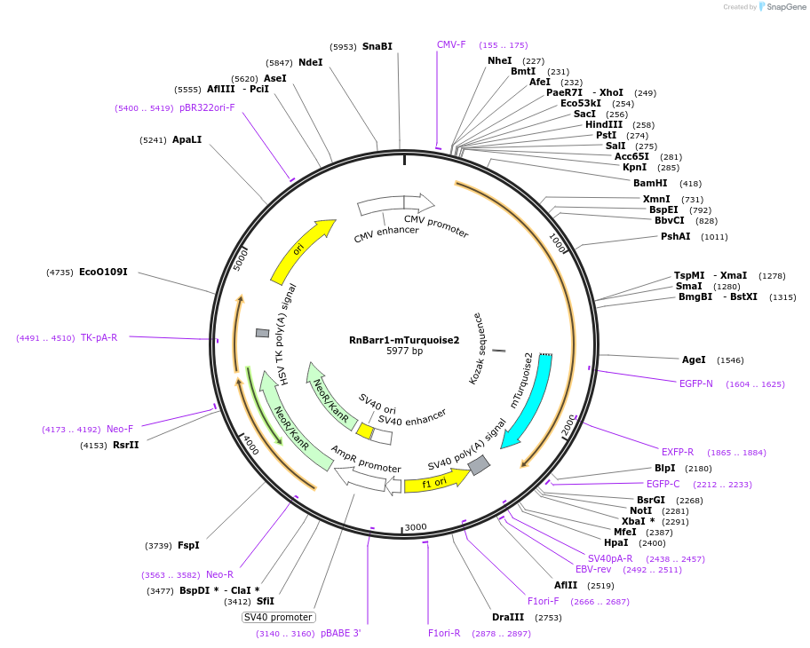 137789-plasmid-map-sequence-id-273189