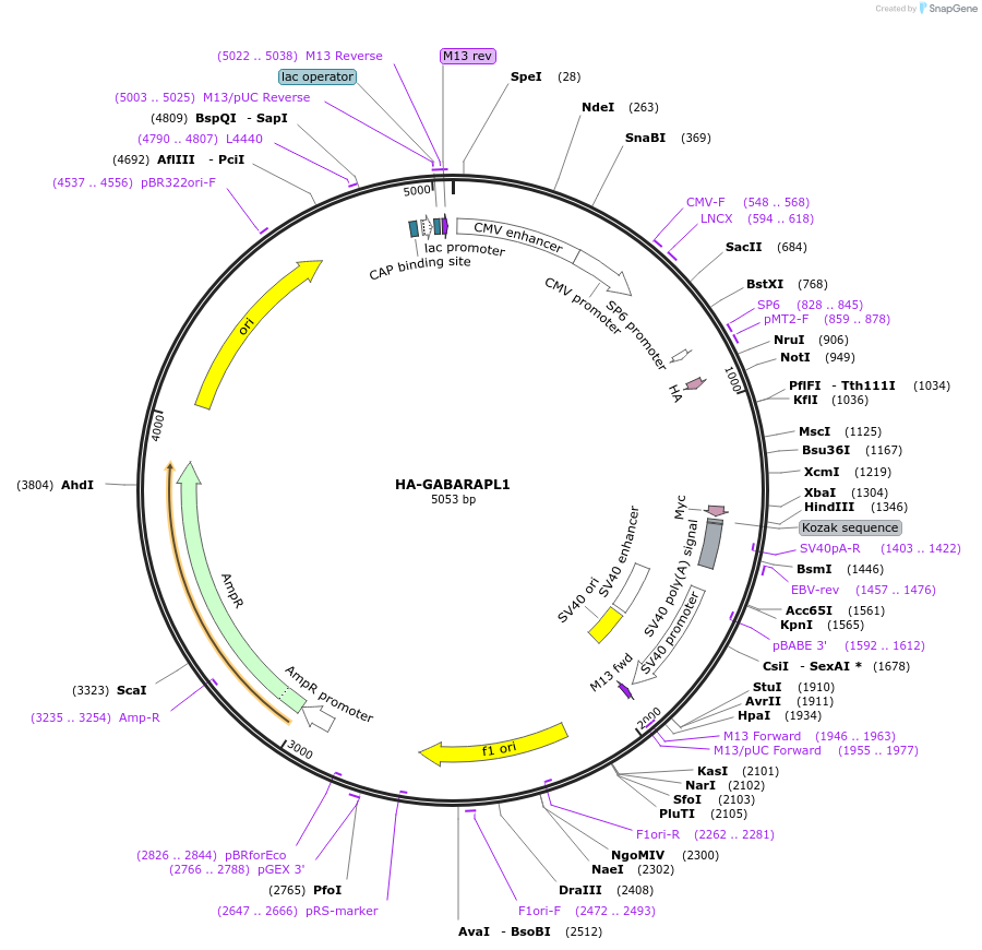 137759-plasmid-map-sequence-id-273192