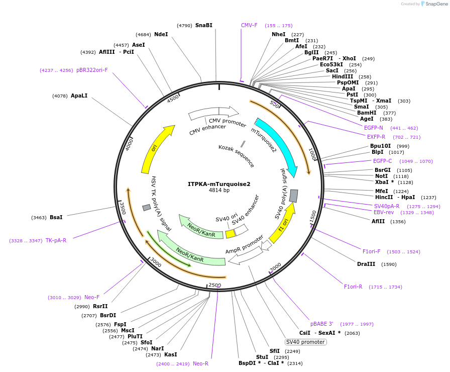 137811-plasmid-map-sequence-id-273194