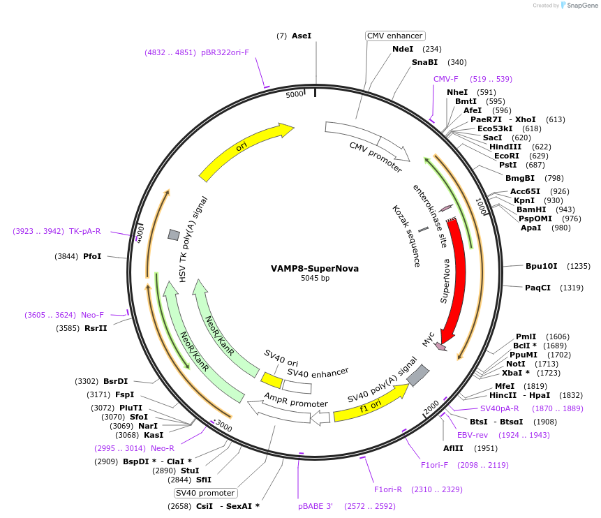 131855-plasmid-map-sequence-id-273200