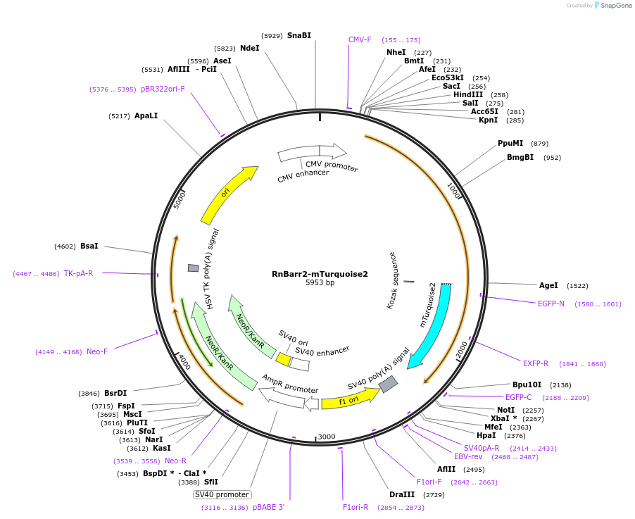 137792-plasmid-map-sequence-id-273209