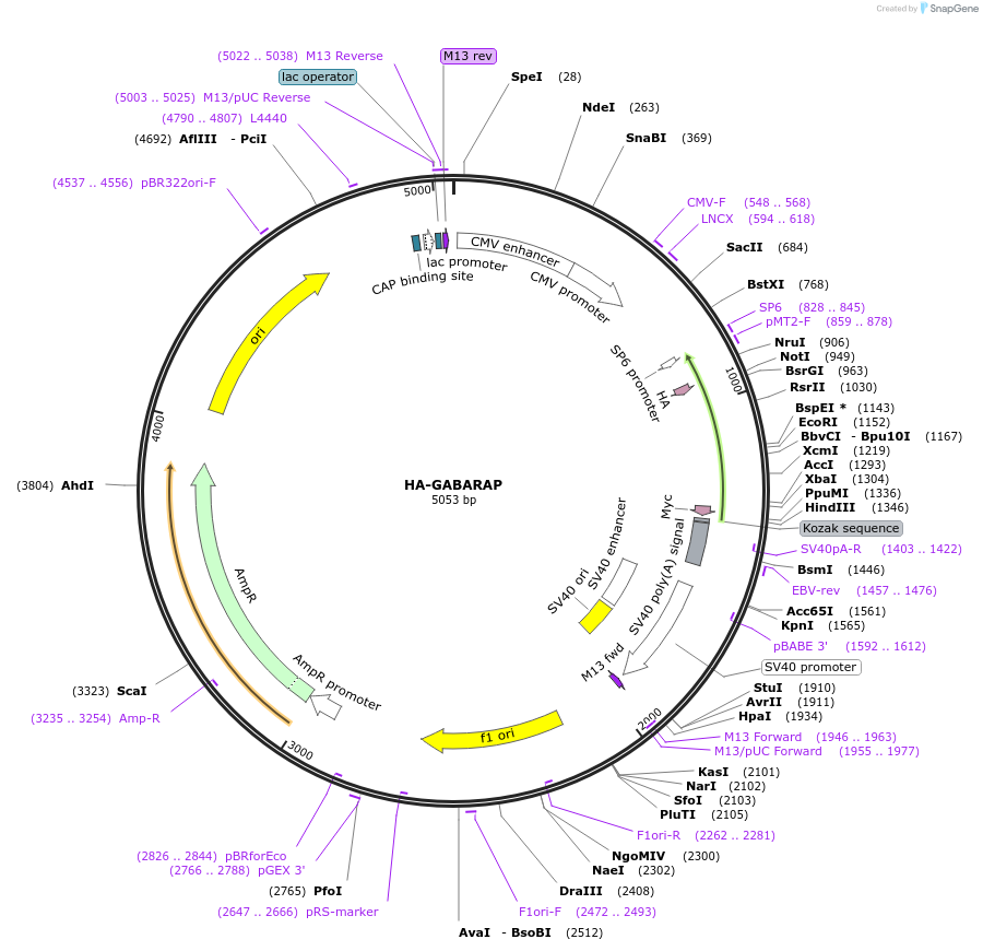 137760-plasmid-map-sequence-id-273214