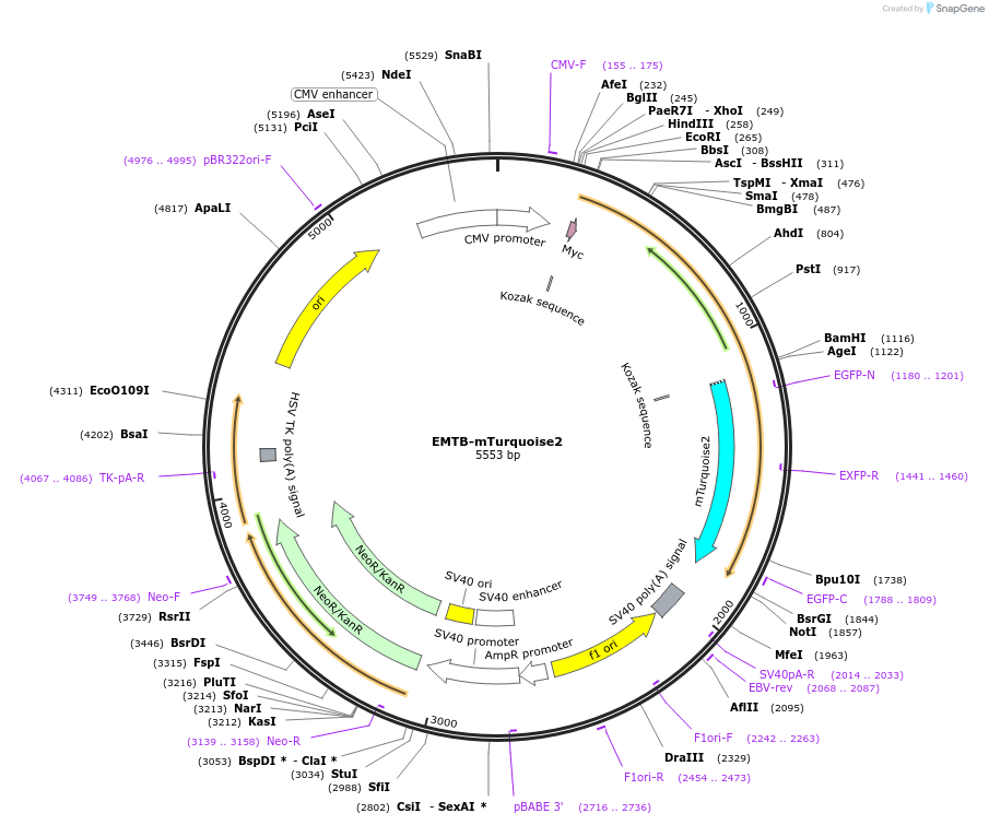 137803-plasmid-map-sequence-id-273219