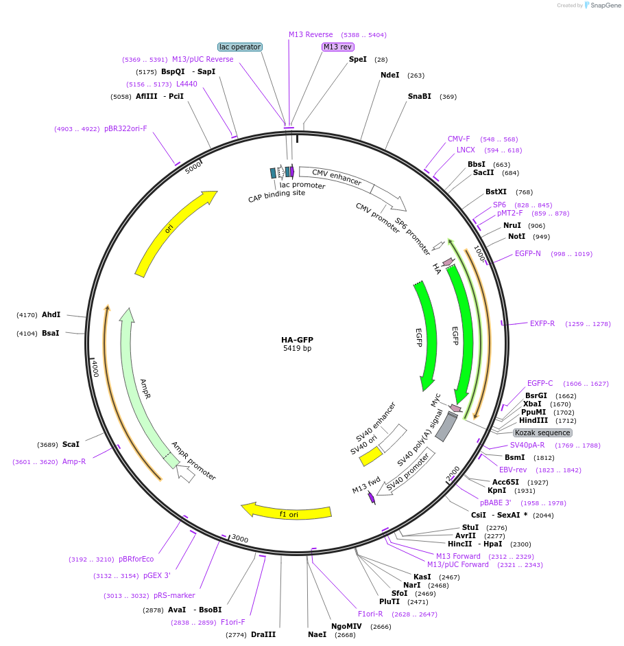 137763-plasmid-map-sequence-id-273221