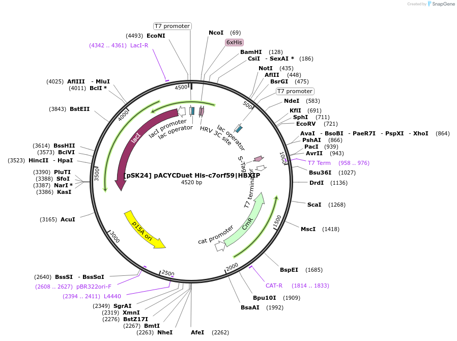 136143-plasmid-map-sequence-id-273222