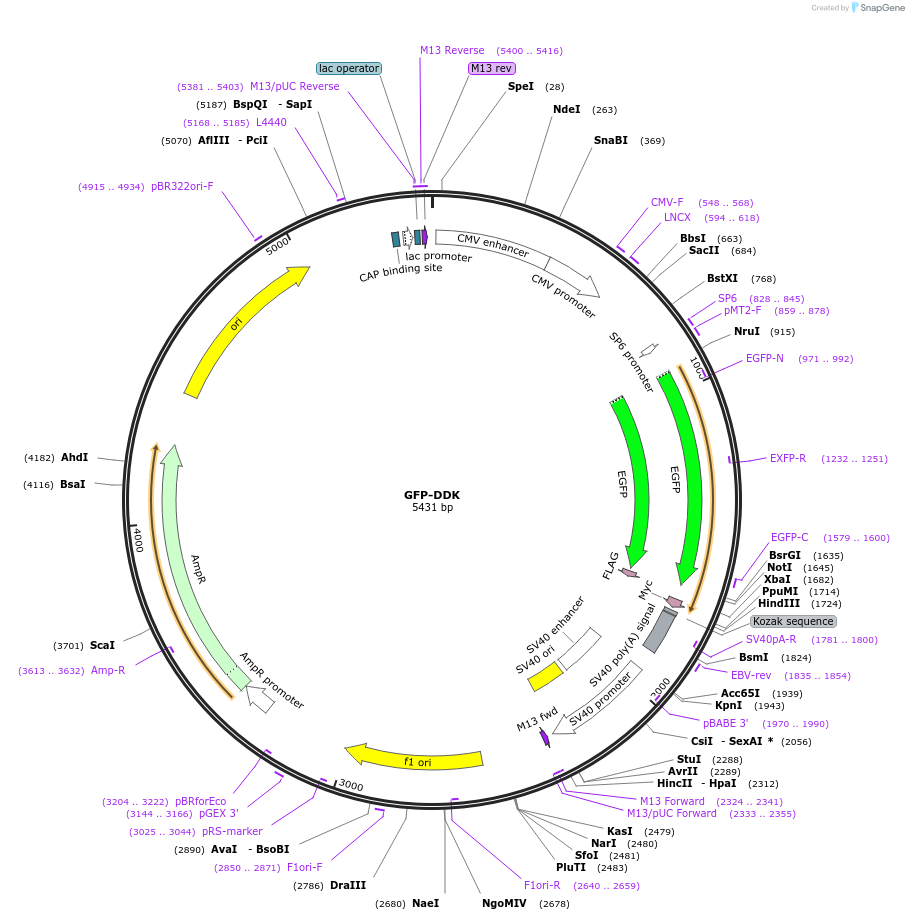 137764-plasmid-map-sequence-id-273223