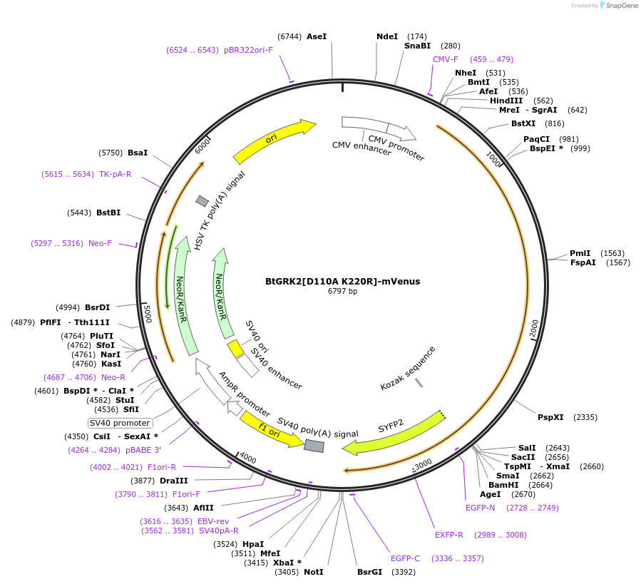 137779-plasmid-map-sequence-id-273229