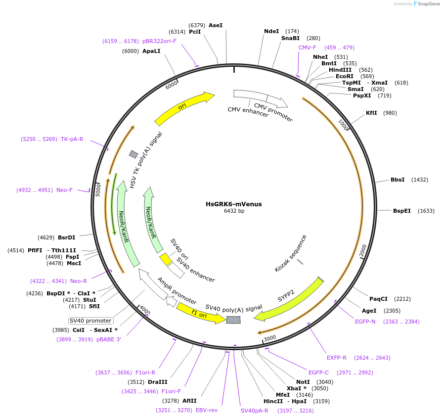 137780-plasmid-map-sequence-id-273233