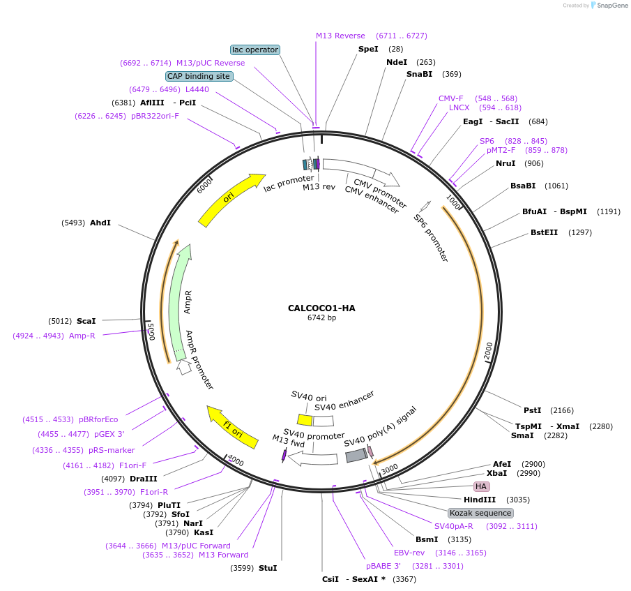 137766-plasmid-map-sequence-id-273236