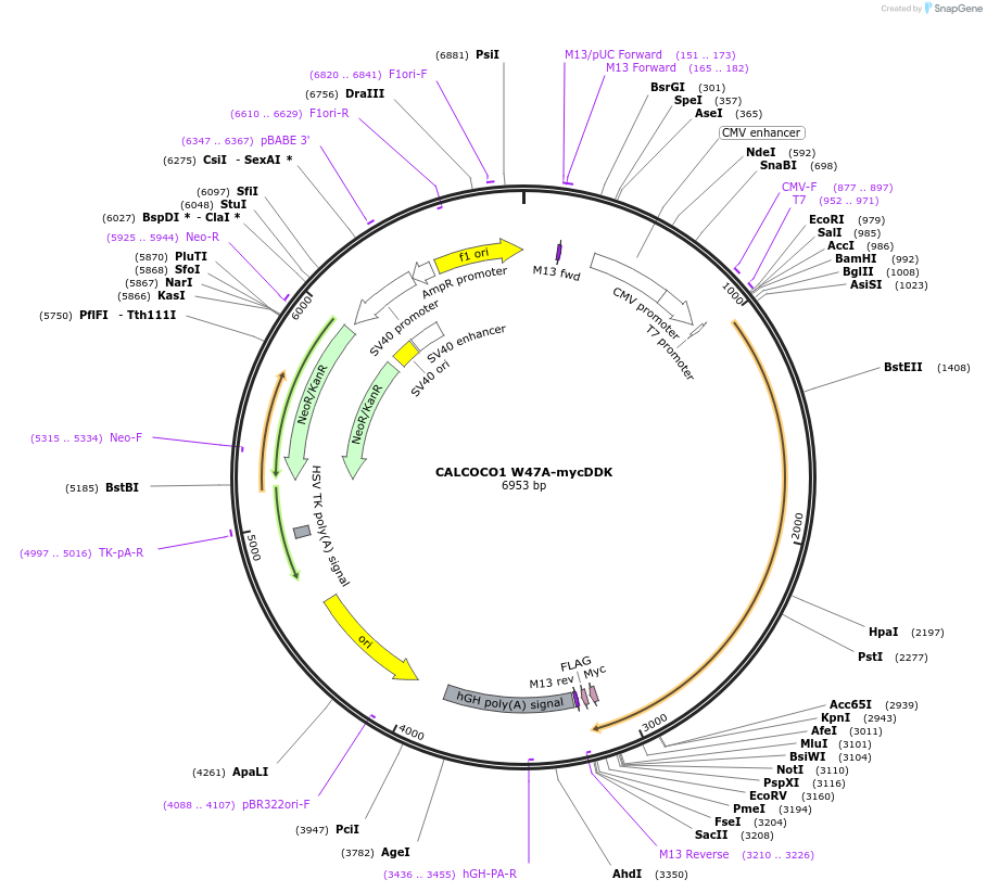 137769-plasmid-map-sequence-id-273244