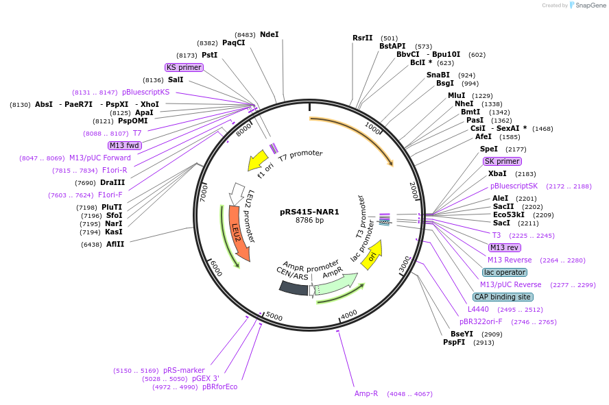 10995-plasmid-map-sequence-id-273251