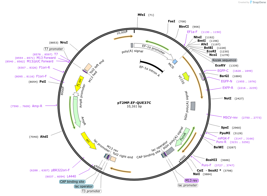 129332-plasmid-map-sequence-id-273257
