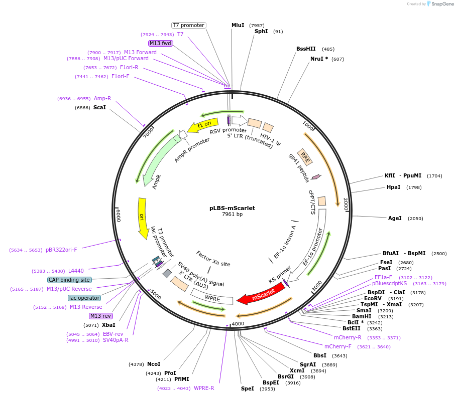 129337-plasmid-map-sequence-id-273259