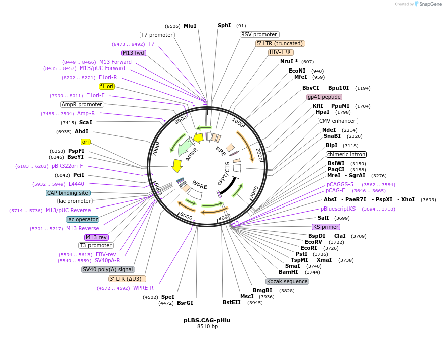 129331-plasmid-map-sequence-id-273261
