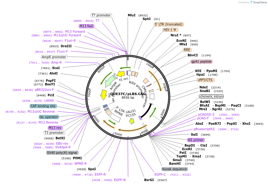 129340-plasmid-map-sequence-id-273263