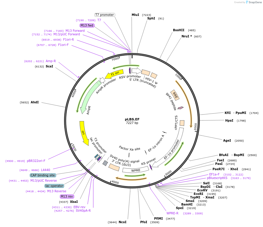129335-plasmid-map-sequence-id-273264