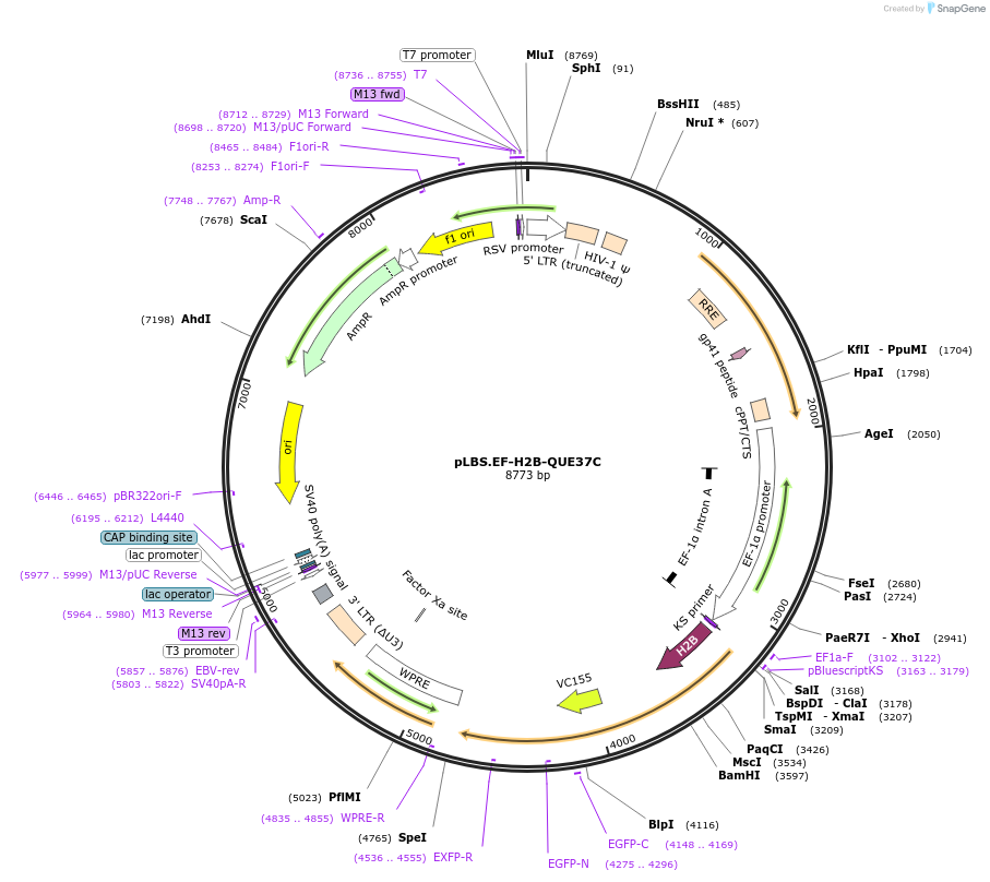 129327-plasmid-map-sequence-id-273265