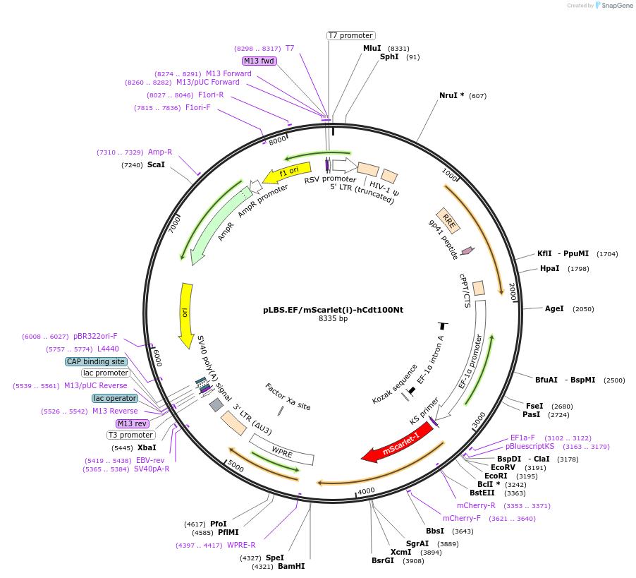 129334-plasmid-map-sequence-id-273267