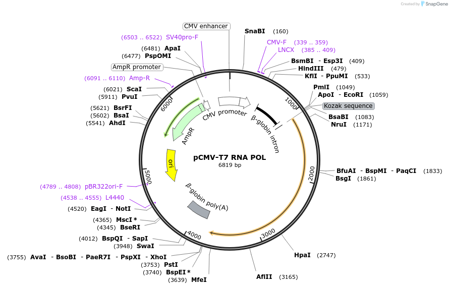 138352-plasmid-map-sequence-id-273271