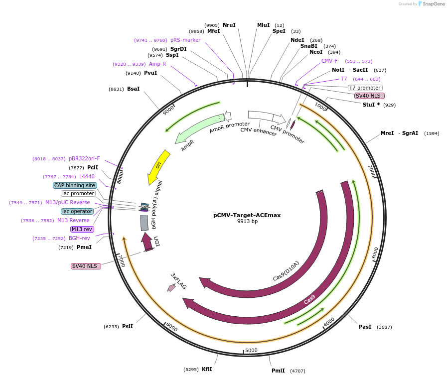 139105-plasmid-map-sequence-id-273275