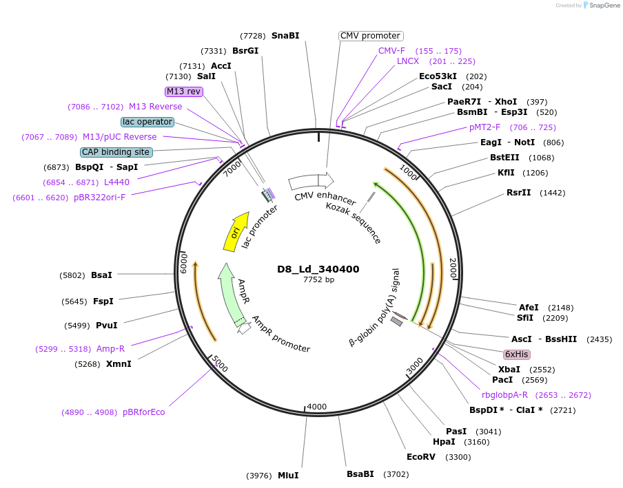 135824-plasmid-map-sequence-id-273278