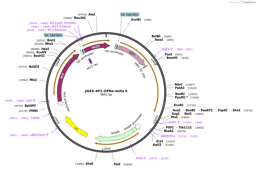 107983-plasmid-map-sequence-id-273296