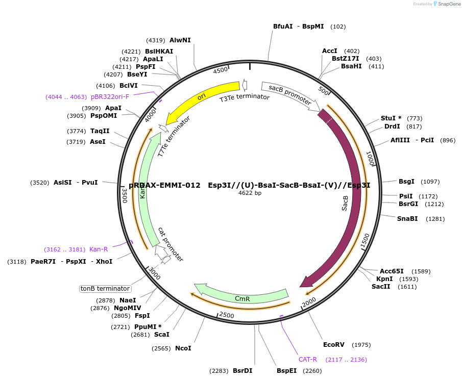 130243-plasmid-map-sequence-id-273317